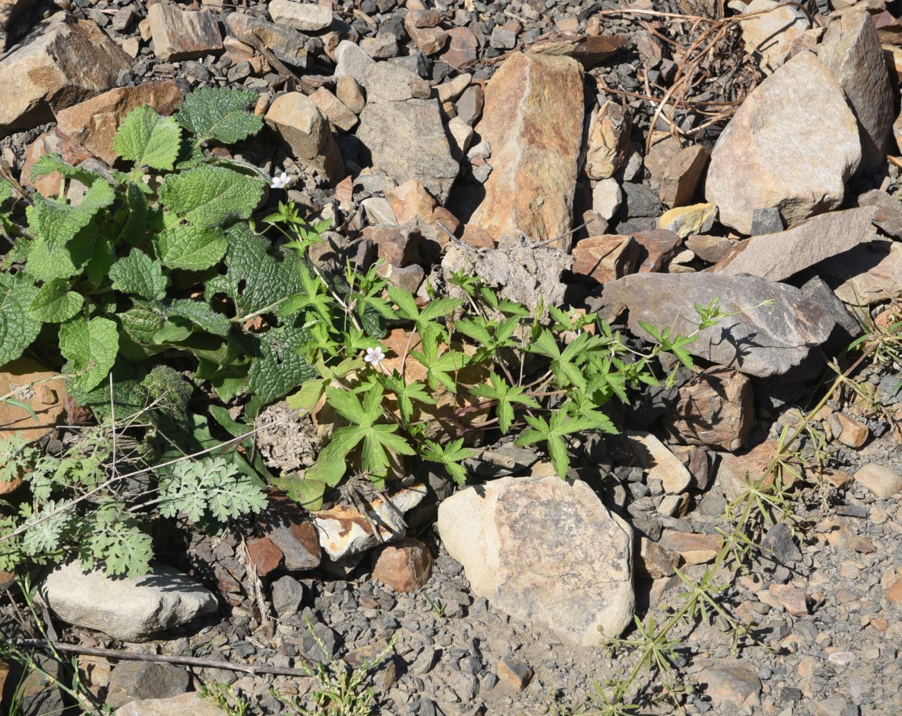 Image of Geranium sibiricum specimen.