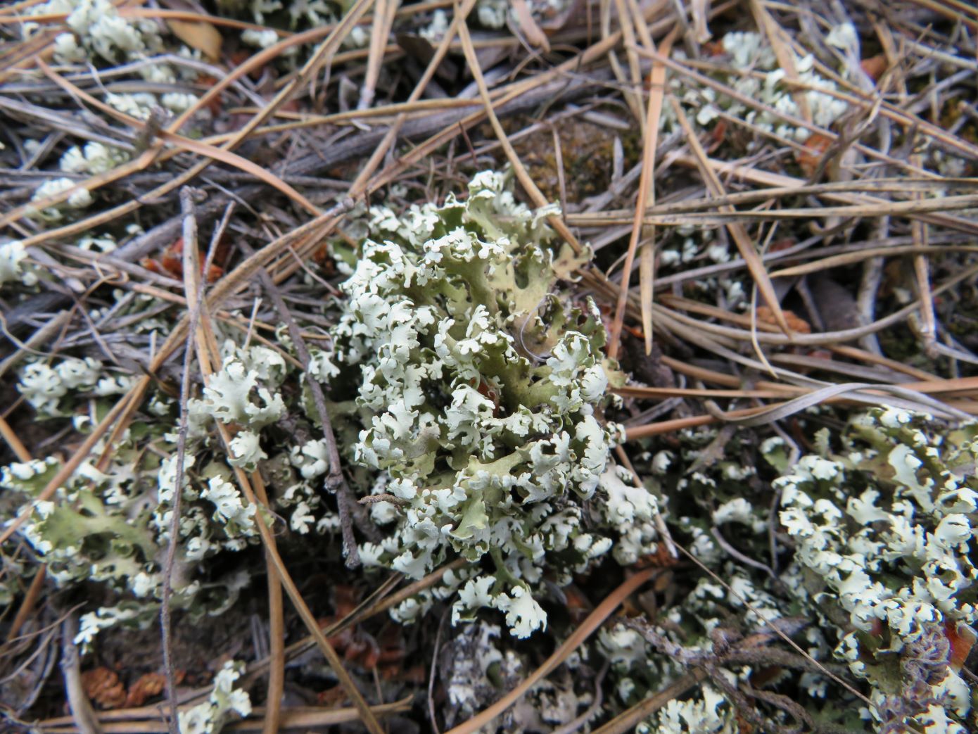 Image of Cladonia foliacea specimen.