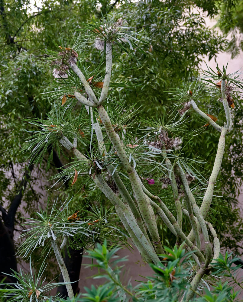 Изображение особи Kleinia neriifolia.