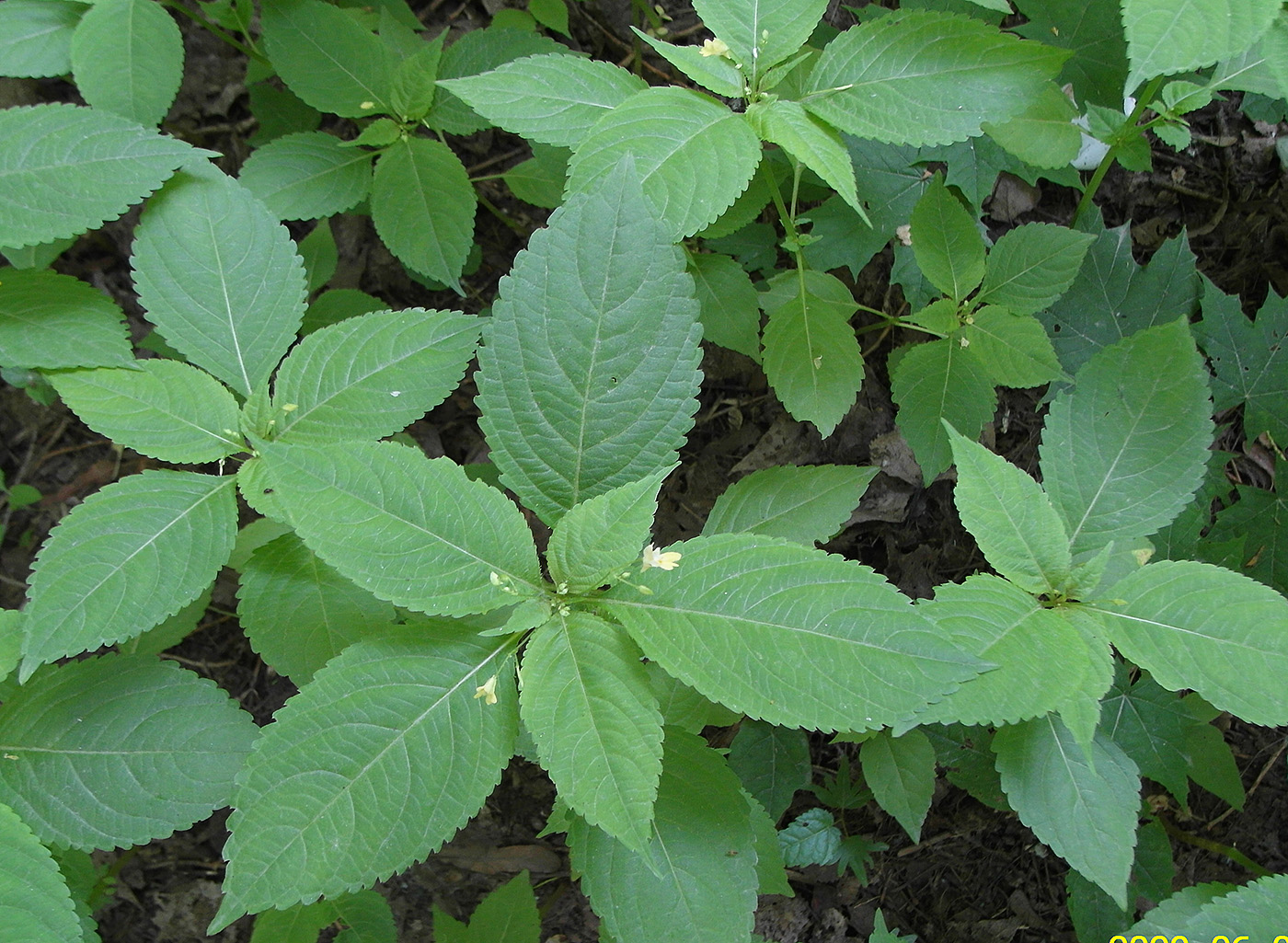 Image of Impatiens parviflora specimen.
