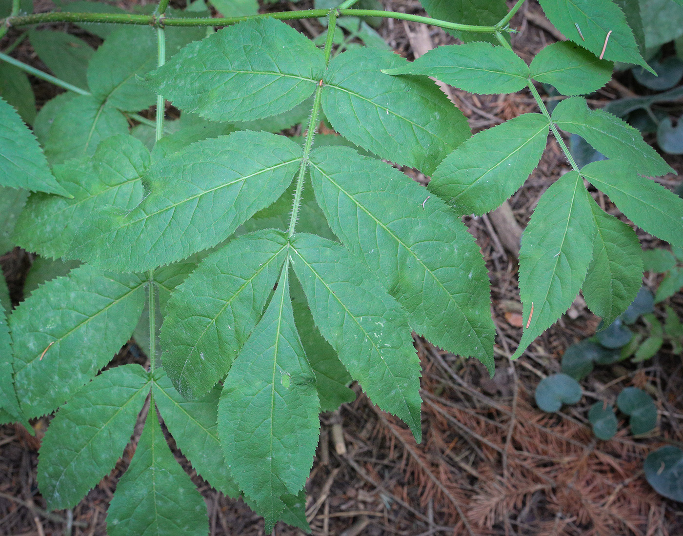 Image of Sambucus sibirica specimen.