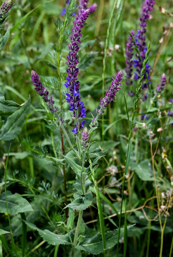 Изображение особи Salvia nemorosa.