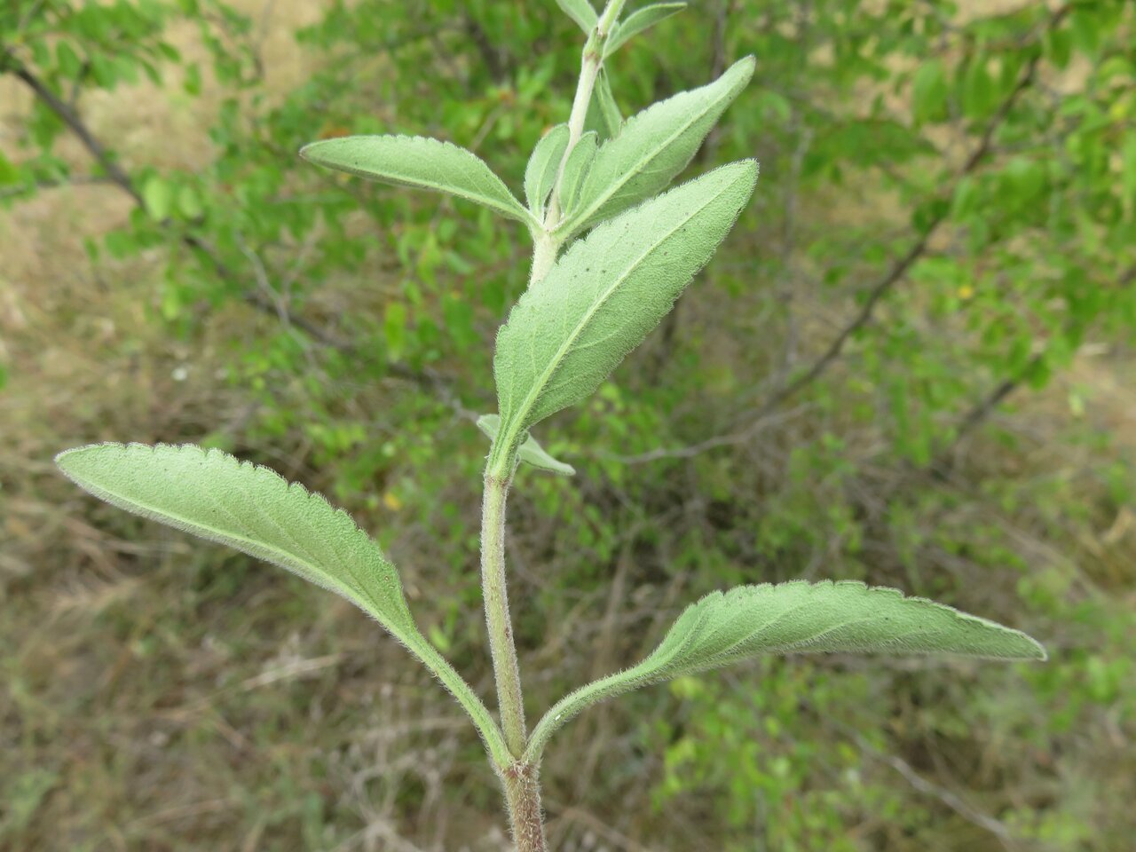 Изображение особи Veronica orchidea.