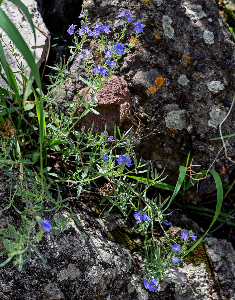 Image of Veronica orientalis specimen.