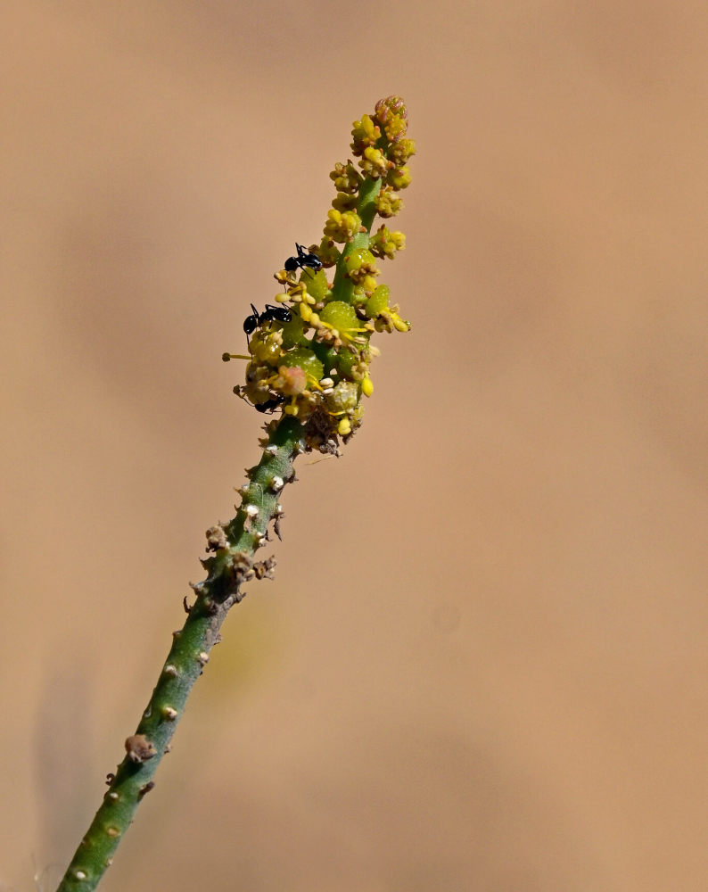 Image of Ochradenus baccatus specimen.