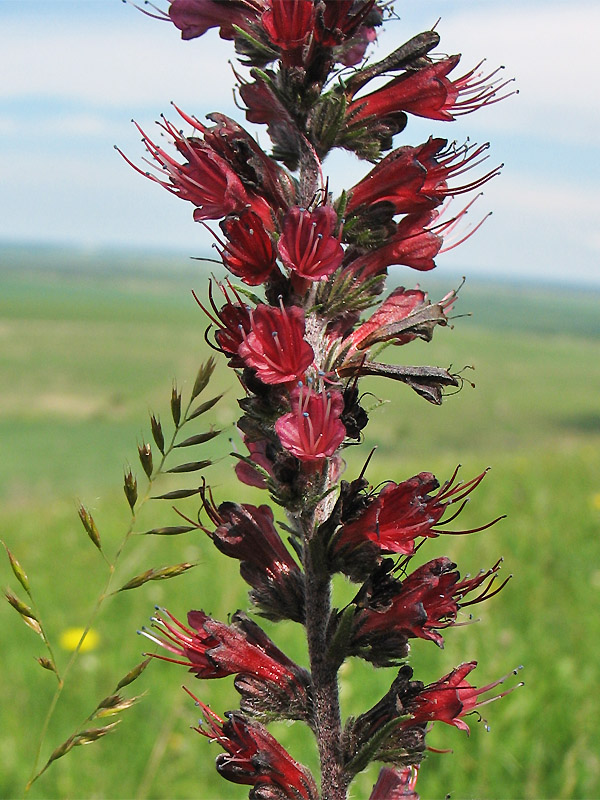 Image of Echium russicum specimen.