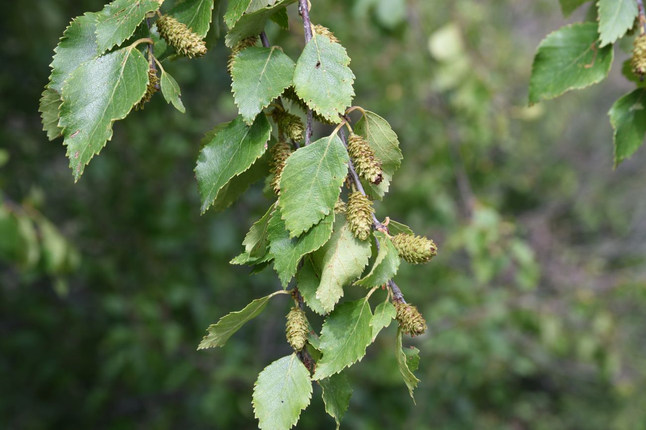 Изображение особи Betula raddeana.