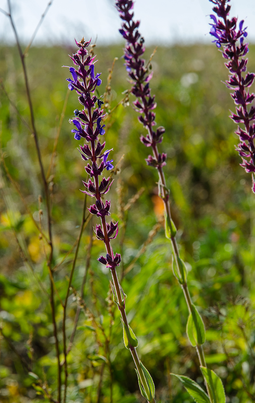 Изображение особи Salvia tesquicola.