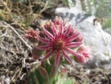 Sempervivum erythraeum