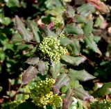 Mahonia aquifolium