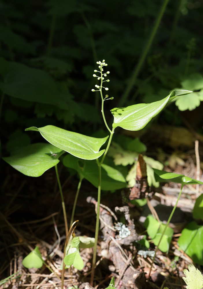 Изображение особи Maianthemum bifolium.
