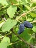 Lonicera edulis