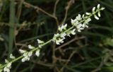 Melilotus albus