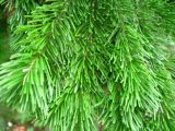 Abies sachalinensis. Концы ветвей. Сахалин, окр. г. Южно-Сахалинска. Август 2010 г.