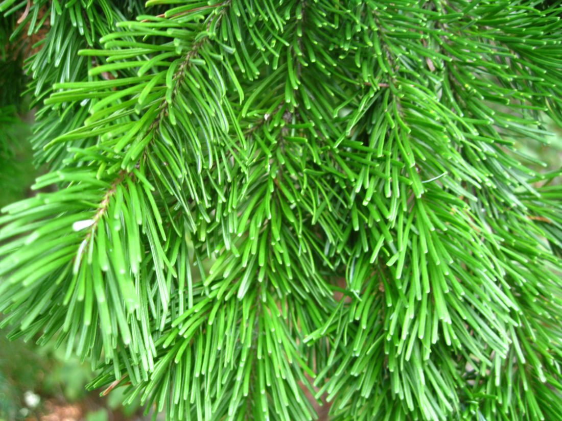 Image of Abies sachalinensis specimen.