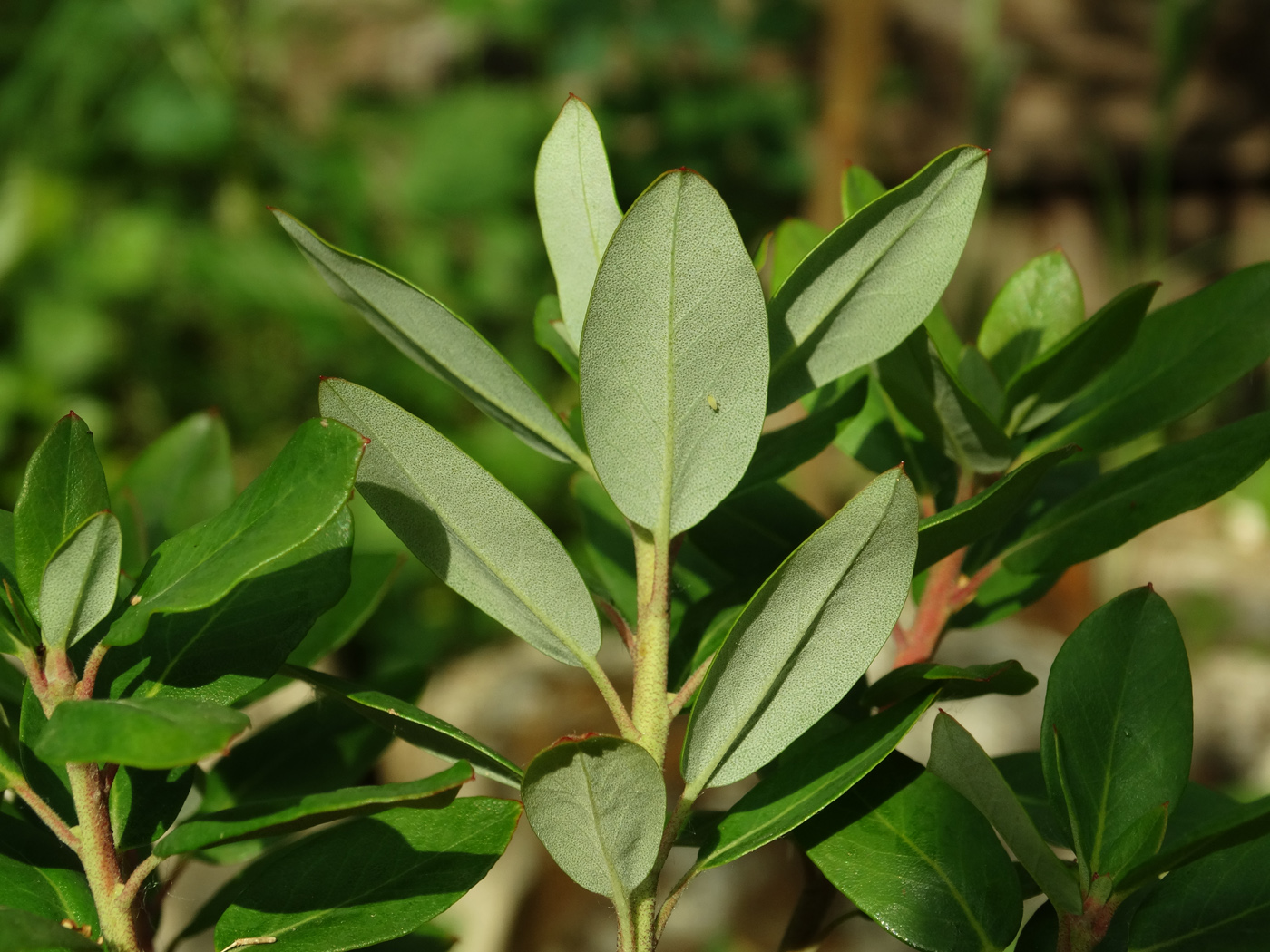 Image of Ledum glandulosum specimen.
