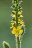 Agrimonia eupatoria