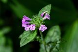 Clinopodium vulgare