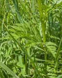 семейство Apiaceae. Часть побега. Карачаево-Черкесия, Зеленчукский р-н, гора Джисса, ≈ 1600 м н.у.м., субальпийский луг. 14.06.2024.