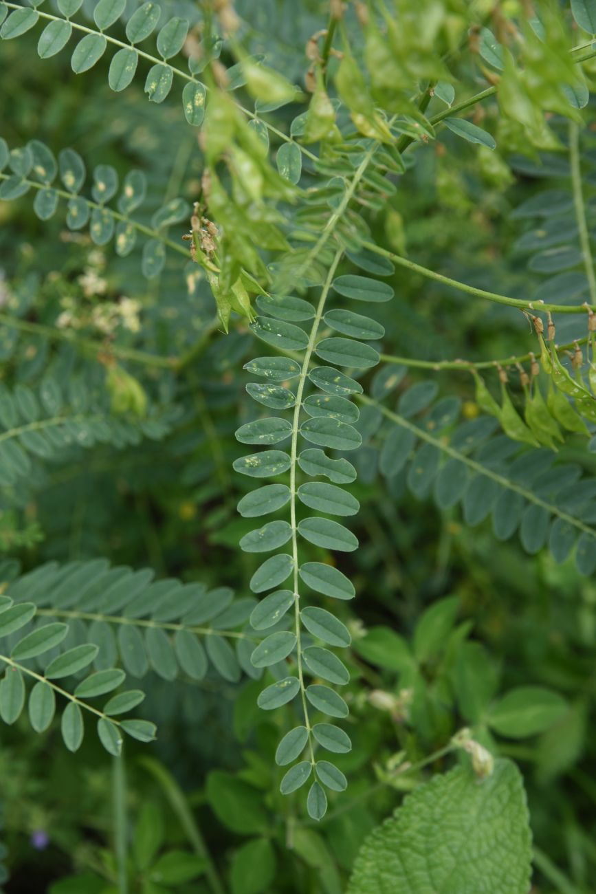 Image of Astragalus galegiformis specimen.