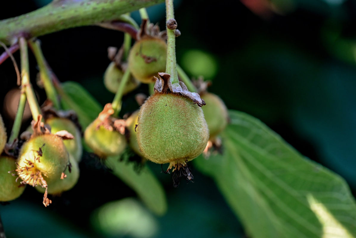 Изображение особи Actinidia chinensis var. deliciosa.