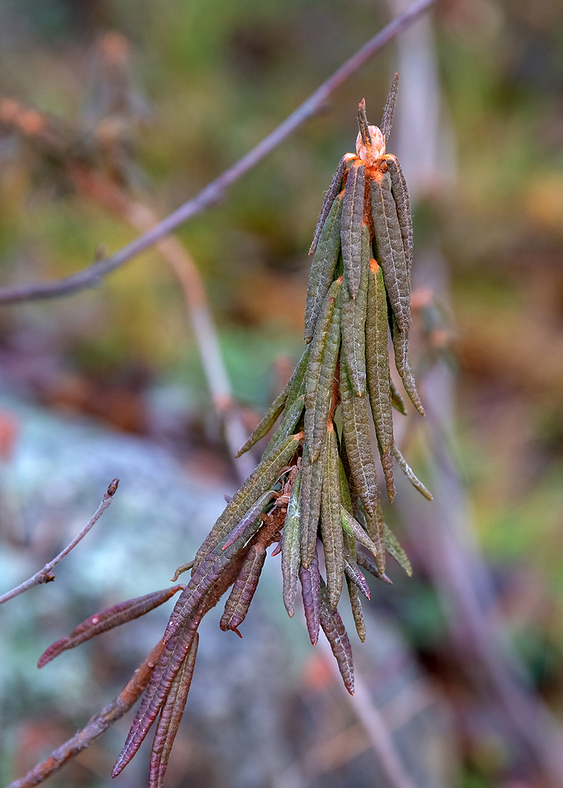 Image of Ledum palustre specimen.