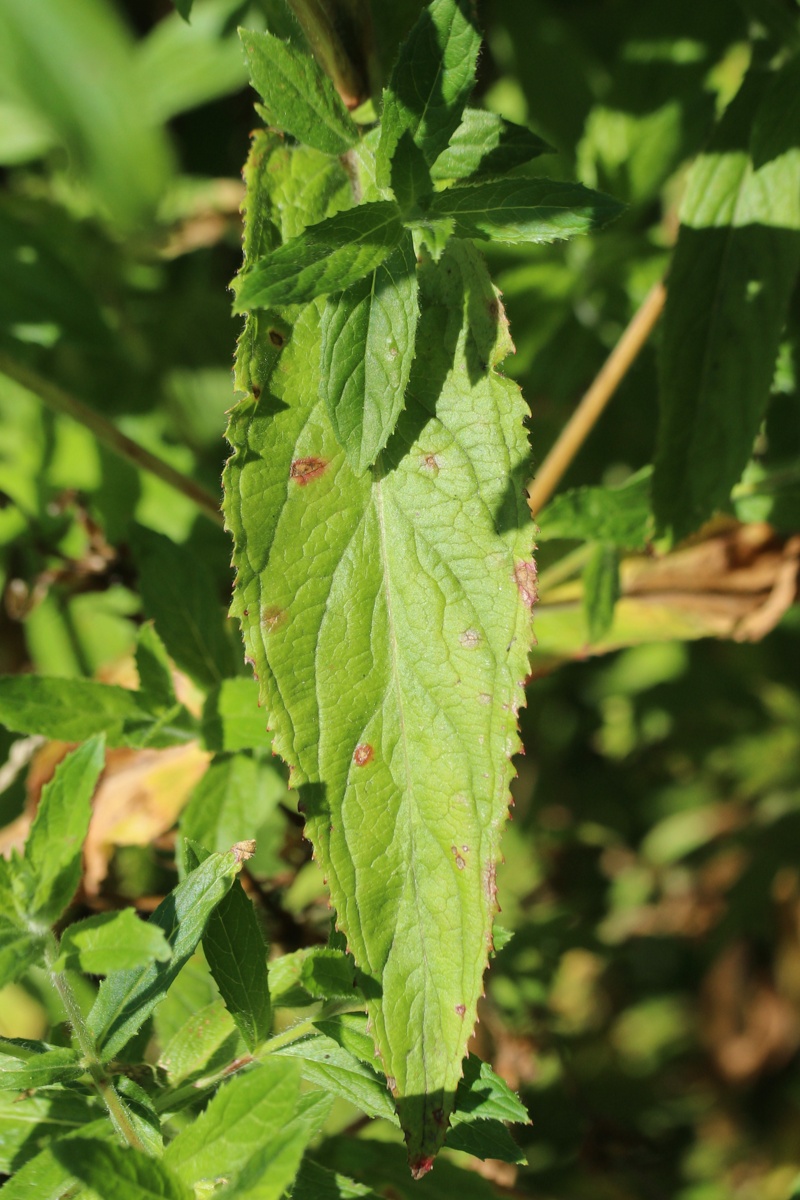 Image of Epilobium hirsutum specimen.