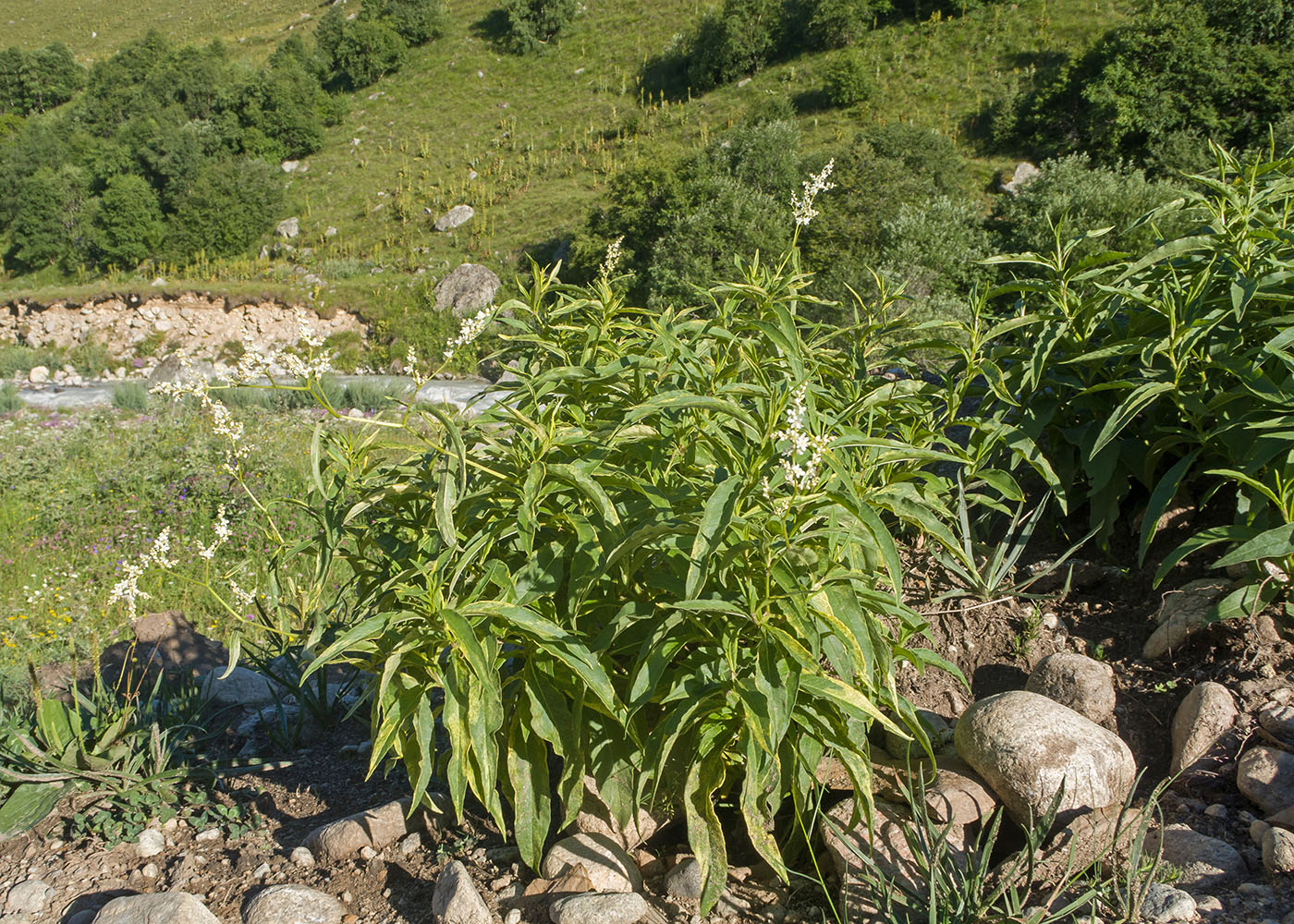 Изображение особи Aconogonon alpinum.