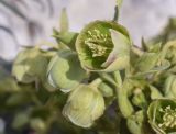 Helleborus foetidus