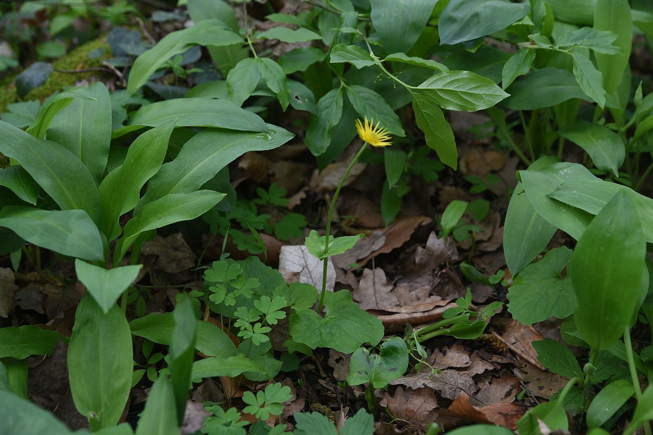 Изображение особи Doronicum orientale.