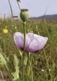 Papaver somniferum. Верхушки побегов с цветком и незрелым плодом. Испания, Каталония, пров. Жирона, комарка Баш Эмпорда, муниципалитет Калонже, в трещине тротуара. 01.05.2025.