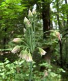 Nectaroscordum bulgaricum