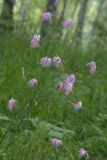 Dianthus superbus