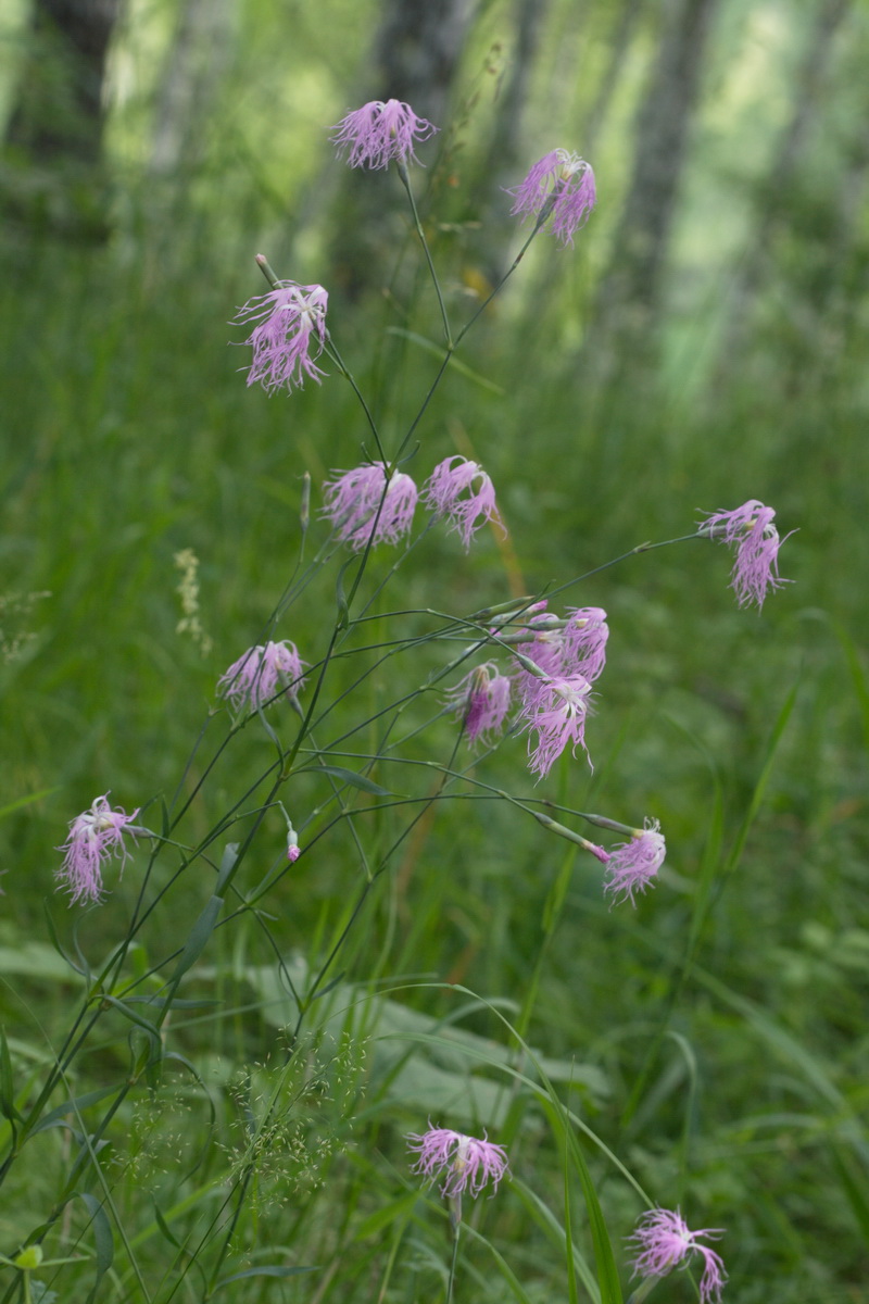 Image of Dianthus superbus specimen.