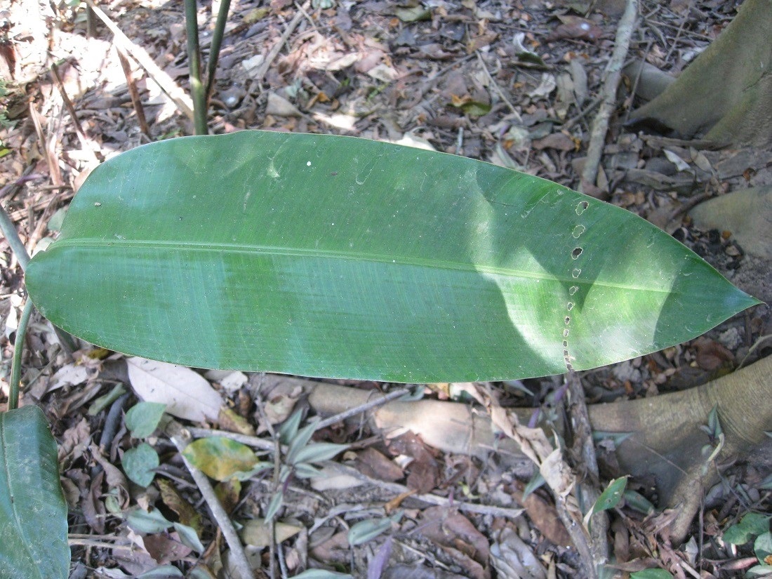 Image of Heliconia rostrata specimen.