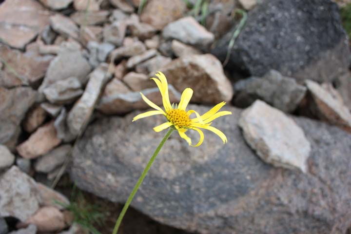 Изображение особи Doronicum oblongifolium.