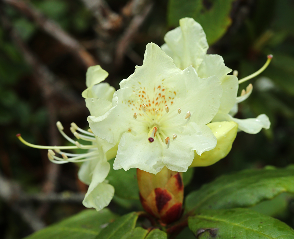 Image of Rhododendron aureum specimen.