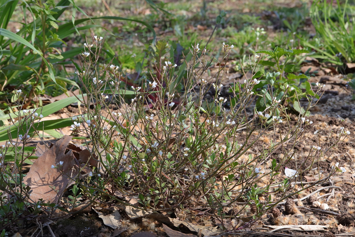 Image of Cardamine occulta specimen.