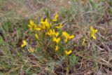 Genista depressa