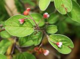 Cotoneaster melanocarpus. Листья и соцветия. Приморский край, Шкотовский р-н, окр. с. Многоудобное, выходы известняковых скал на гребне горы. 31.05.2025.