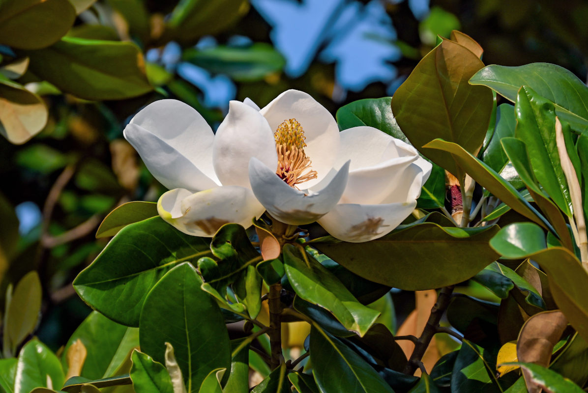 Image of Magnolia grandiflora specimen.