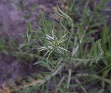 genus Centaurea