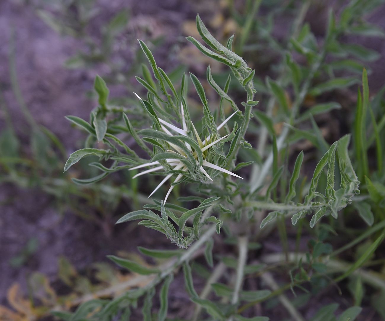 Image of genus Centaurea specimen.