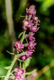 Epipactis atrorubens