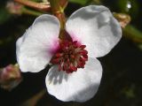 Sagittaria sagittifolia