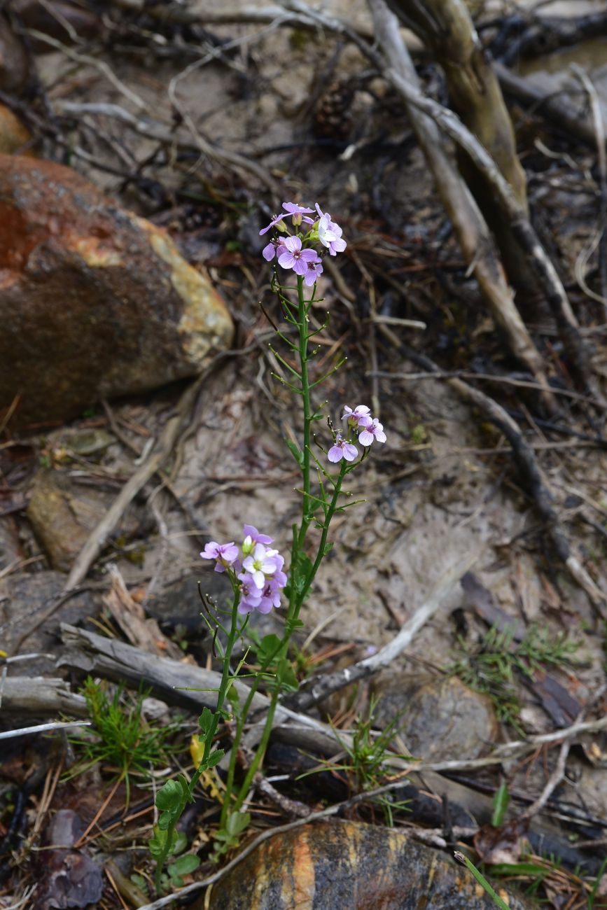 Изображение особи Cardamine seidlitziana.