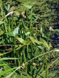 Sagittaria sagittifolia