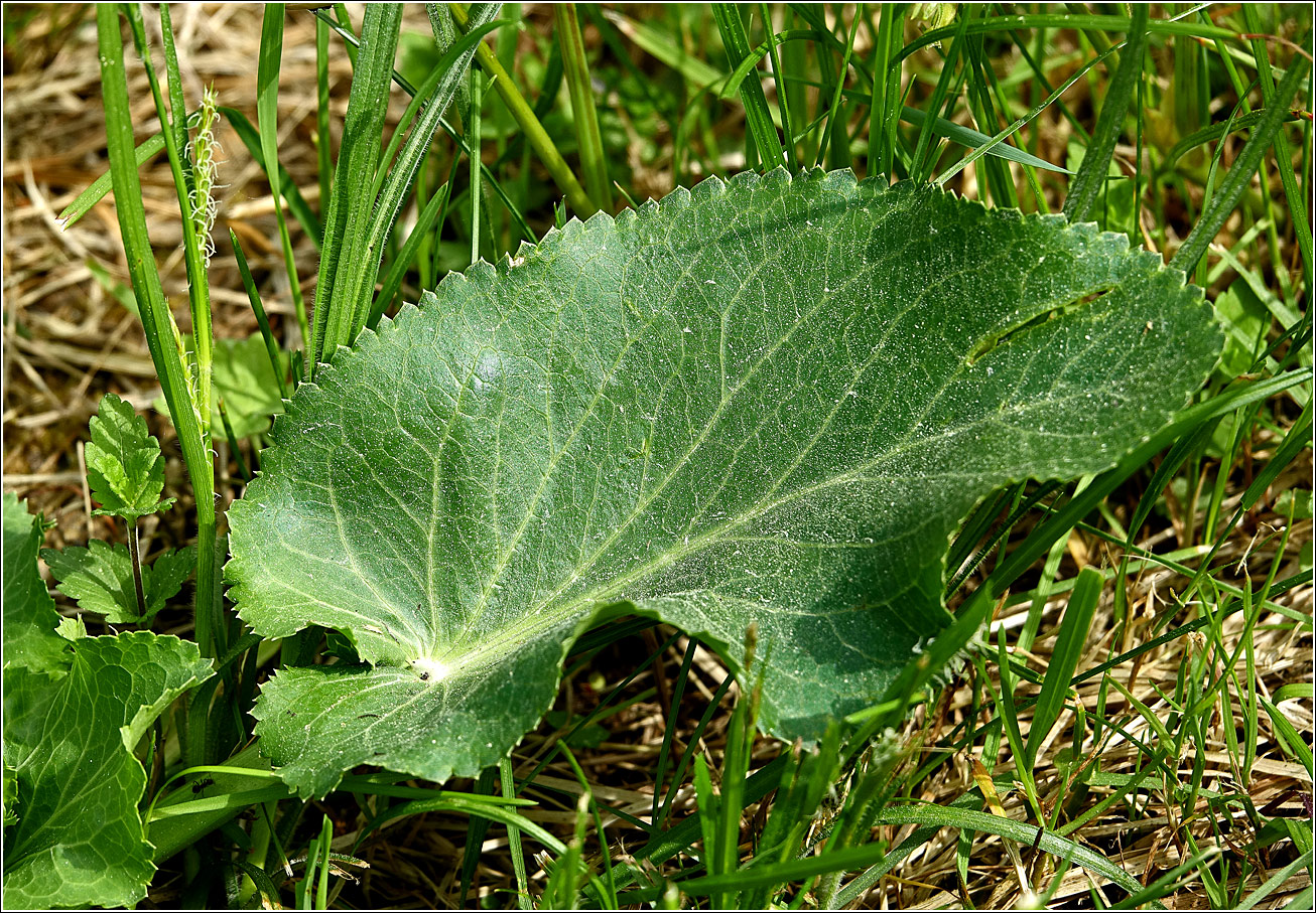 Изображение особи Eryngium planum.