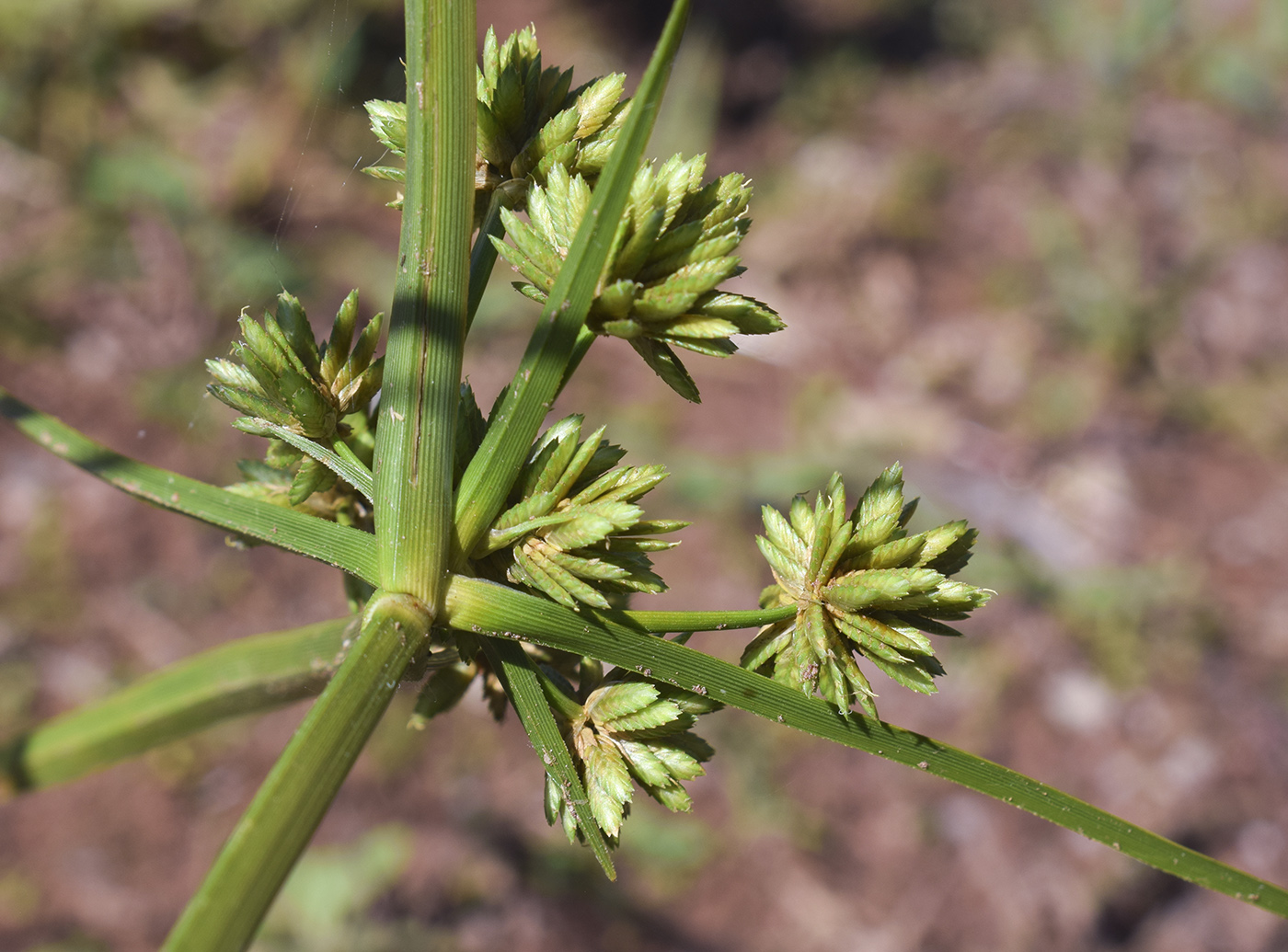 Изображение особи Cyperus eragrostis.