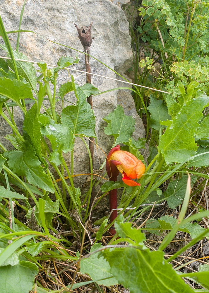 Изображение особи Phelypaea coccinea.